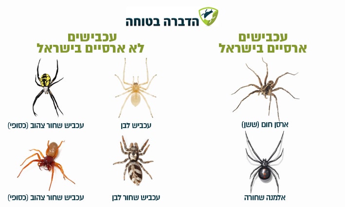עכבישים ארסיים ולא ארסיים בישראל
