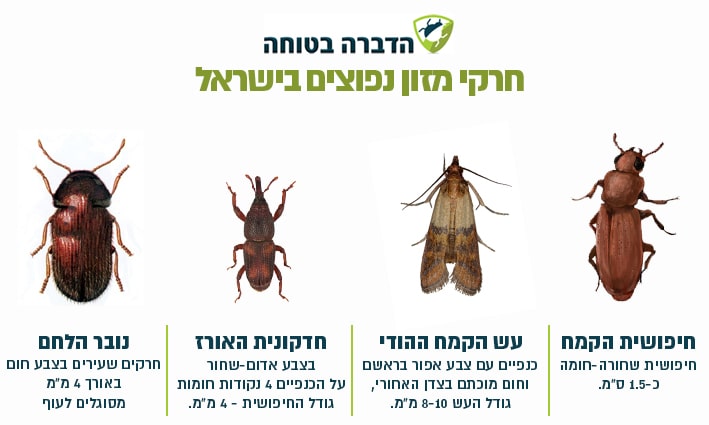 חרקי מזון נפוצים בישראל
