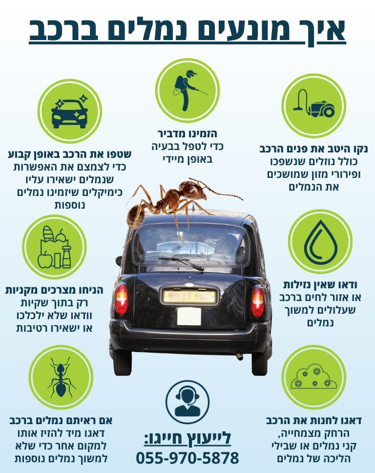 איך למנוע נמלים ברכב
