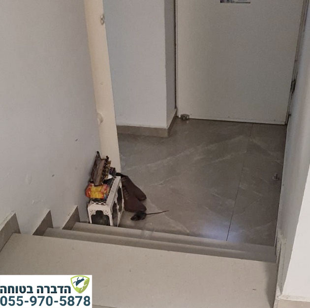 לכידת חולדה בבית פרטי בראשון לציון בשכונת נחלת יהודה