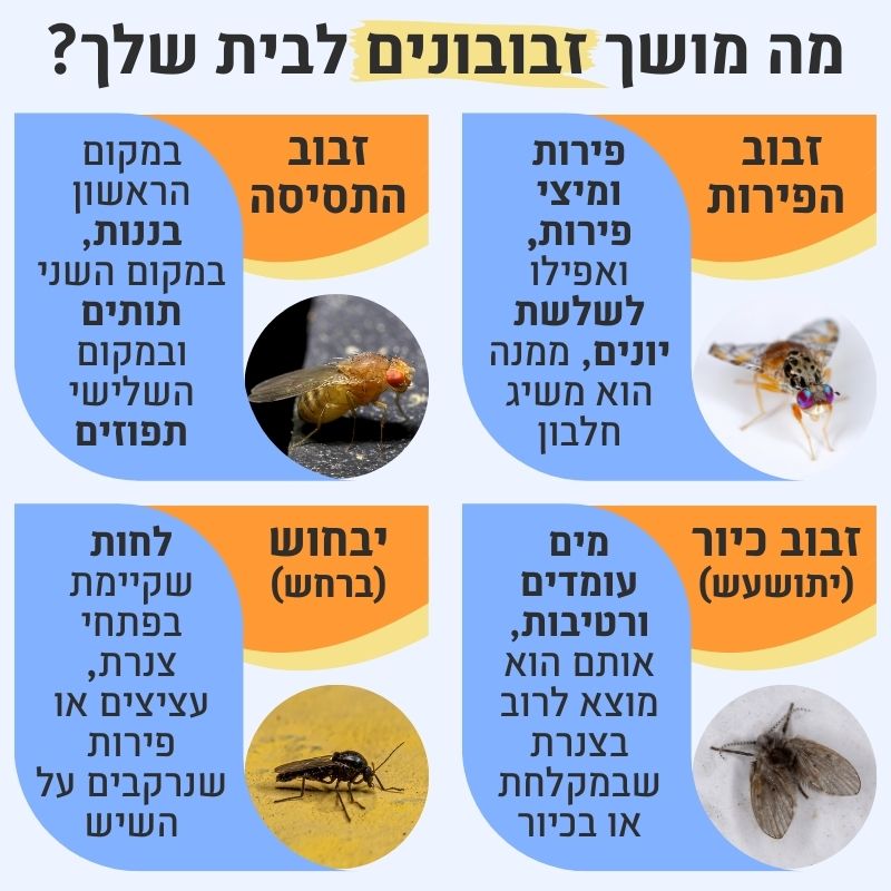 מה מושך זבובונים לבית