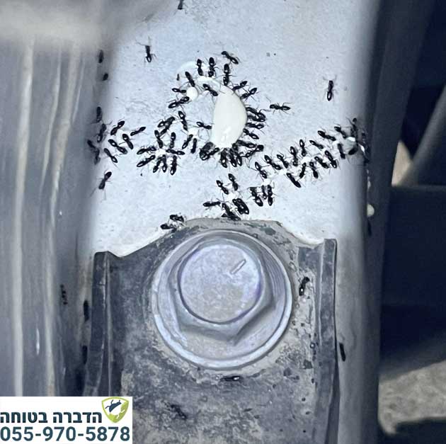 הדברת נמלים באוטו באמצעות פיתיונות ג'ל