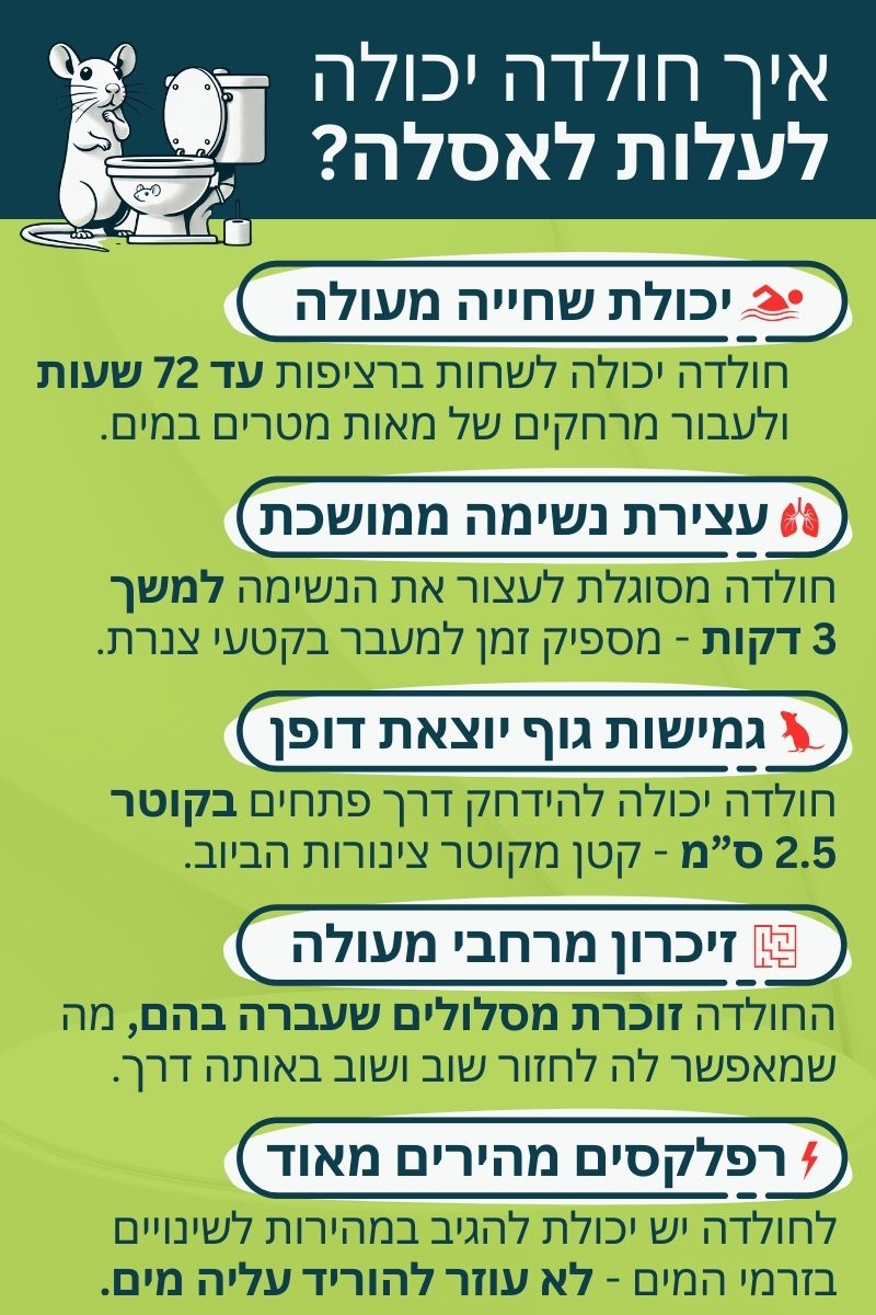 איך חולדה יכולה לעלות לאסלה