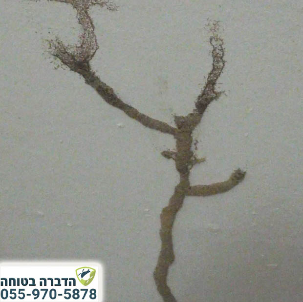 שבילי חול של טרמיטים בקיר