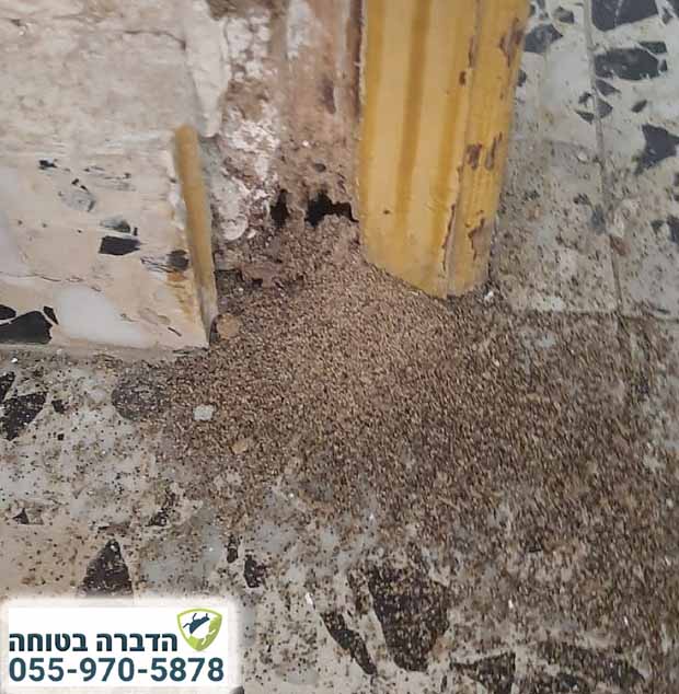 טרמיט עץ בבית