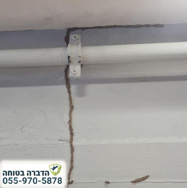 טרמיטים בקיר בטון של מחסן