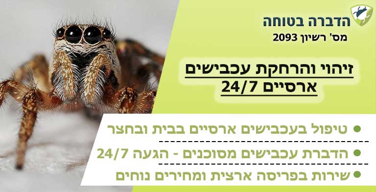 עכביש ארסי
