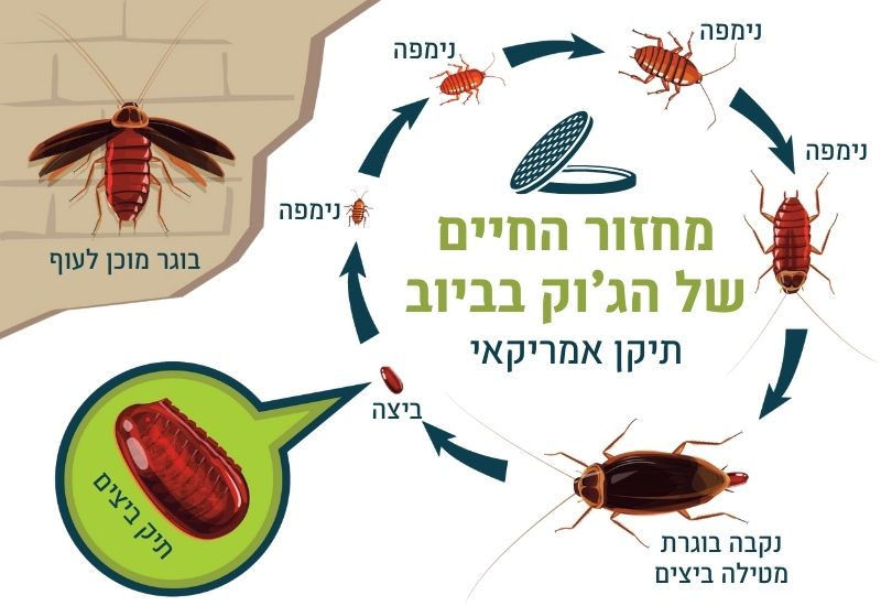 מחזור החיים של ג'וק בביוב