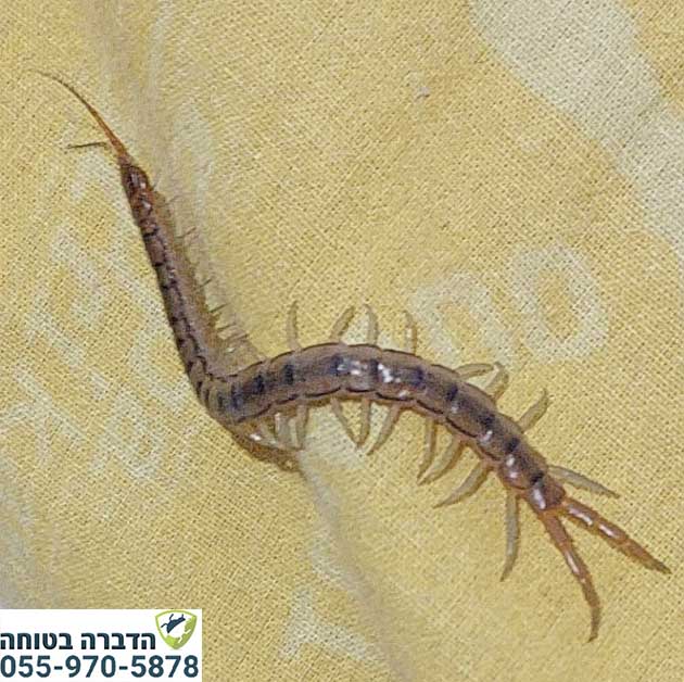 נדל בבית בפרדס חנה