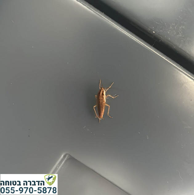 תיקן גרמני ביחידת דיור בפרדס חנה
