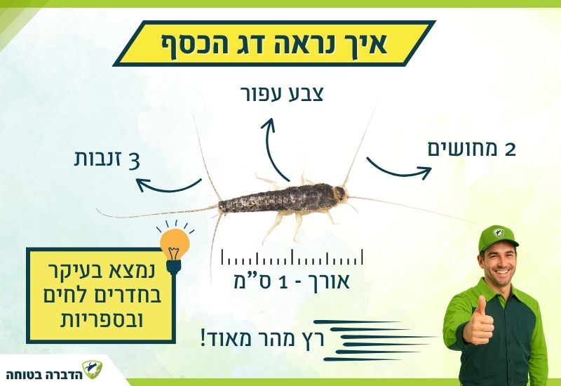 איך נראה דג הכסף