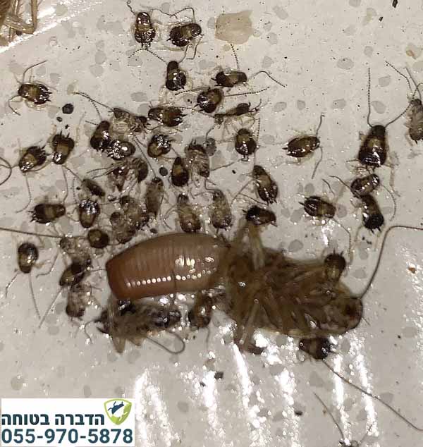 ג'וקים ותיק ביצים אחרי הדברה