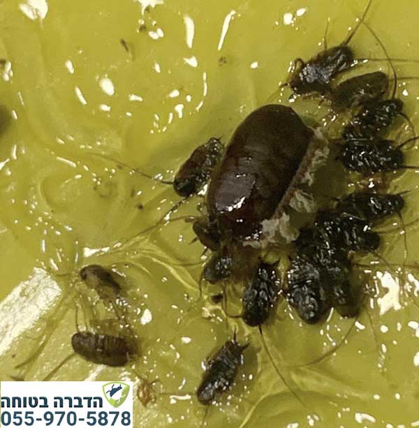 הדברת ג'וקים ותיק ביצים עם מלכודת דבק