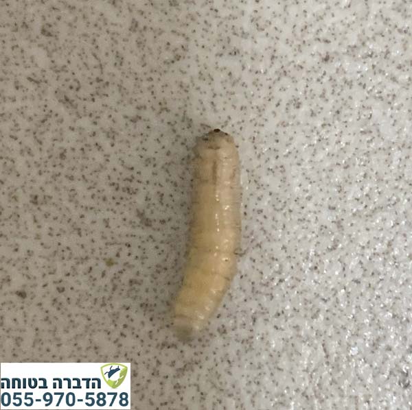 הדברת תולעים לבנות במטבח