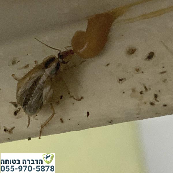 הדברת תיקן גרמני באמצעות פיתיון ג'ל