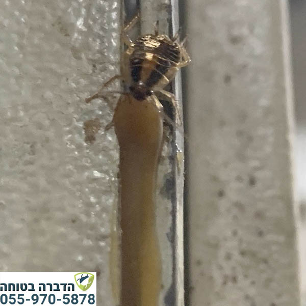 הדברת תיקן גרמני עם ג'ל