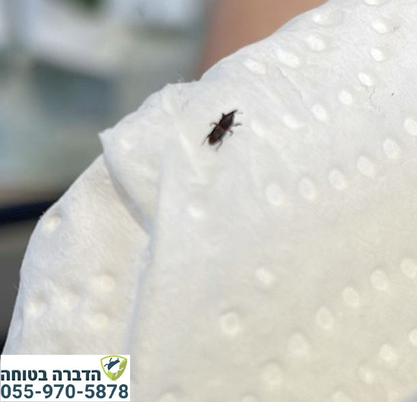 חזקונית האורז במטבח