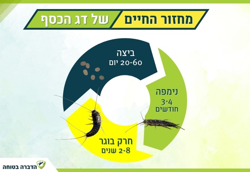 מחזור החיים של דג הכסף