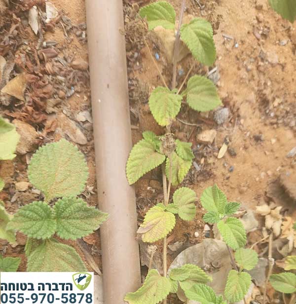 נמלי אש בגינה של בית פרטי