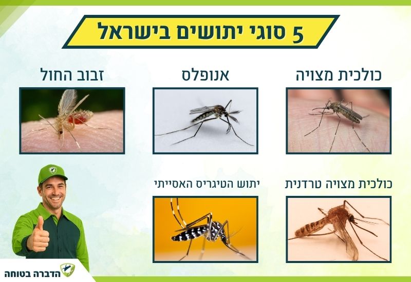 סוגי יתושים בישראל