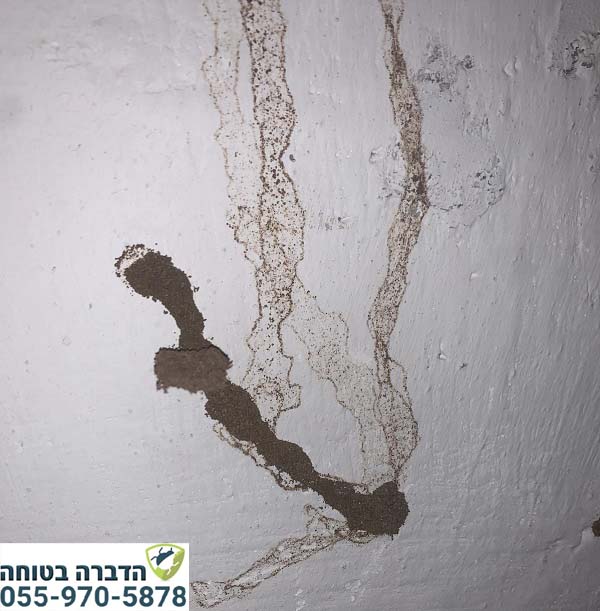 סימני טרמיטים על קירות הבית בקדימה