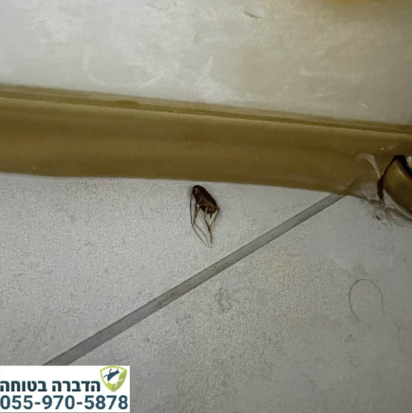 פרעוש מת אחרי ריסוס