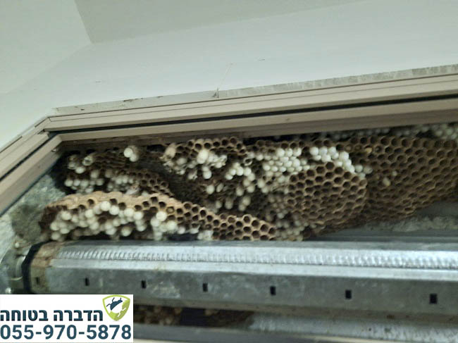 קן צרעות בתריס גלילה