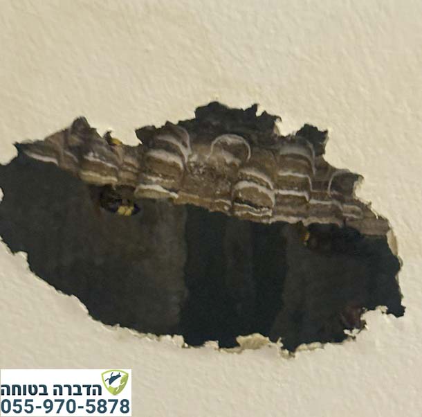 קן של צרעות בתוך קיר