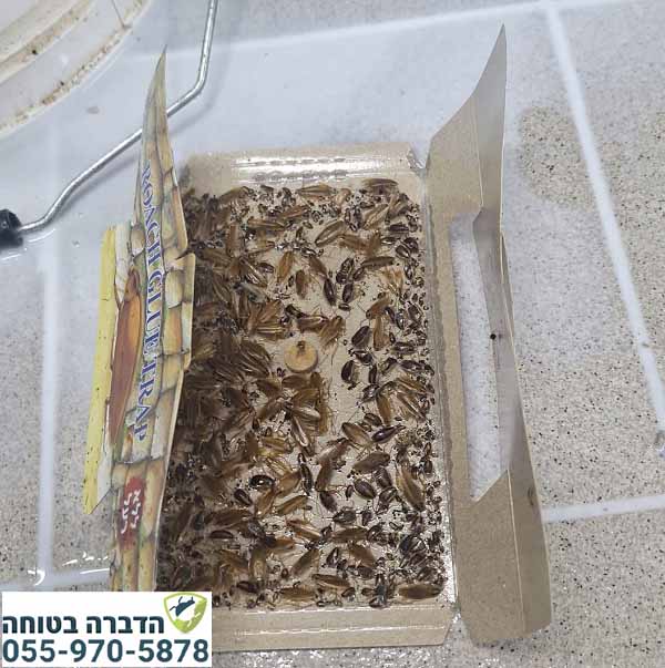 תיקנים גרמניים במלכודת דבק