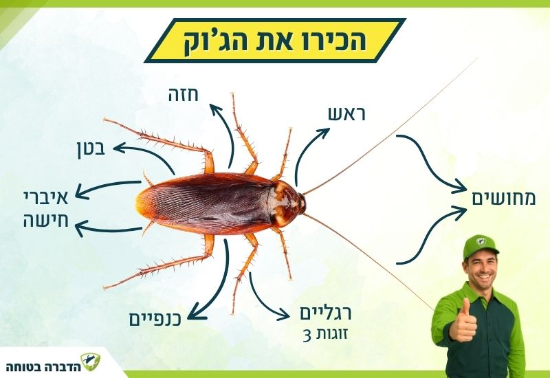 איך נראה ג'וק