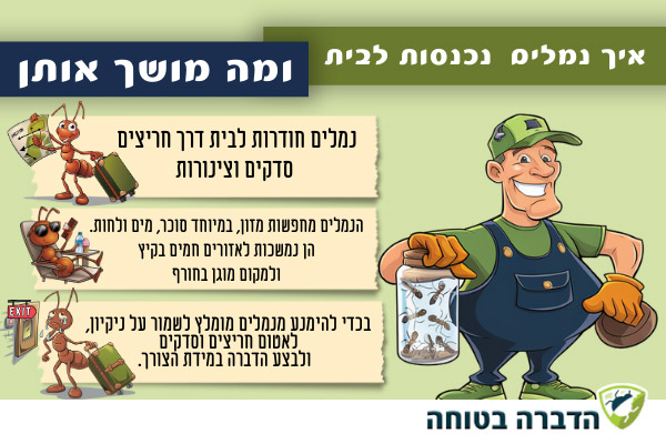 מה מושך נמלים