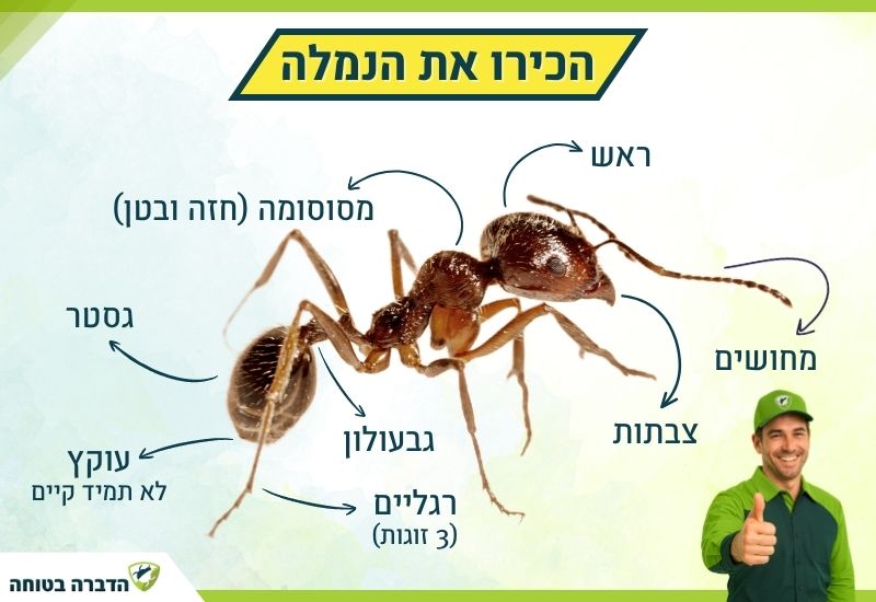 מה זה נמלה