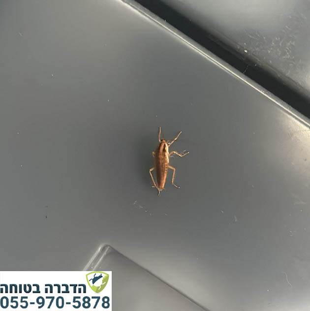 תיקן גרמני בבית