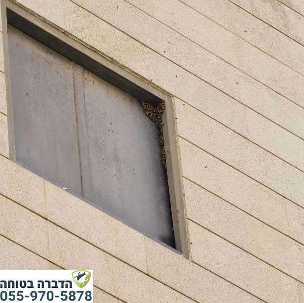 קן צרעות בחלון ממד בחדרה
