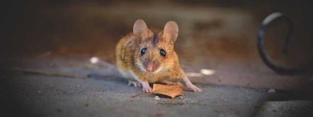 מה מושך עכברים
